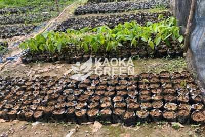 The Sweet Journey of Cacao Farmers in Salukaya Village